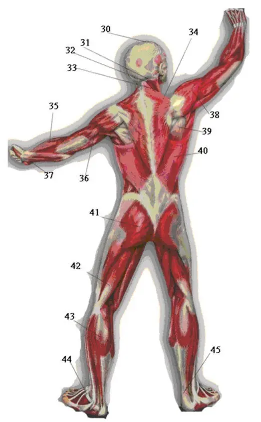 Рис 8 б Мышцы задней поверхности тела Классификация мышц Многочисленные - фото 14
