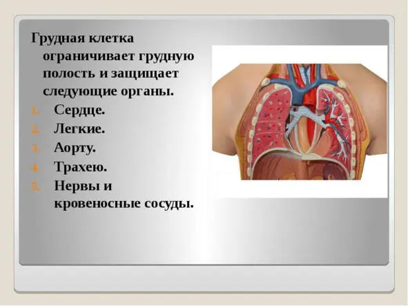 Рис1 Органы грудной полости Рис 2 Органы брюшной полости В анатомии - фото 3