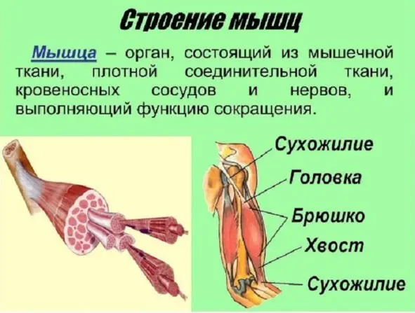 Рис4 Строение мышц Мышцы представляют собой мягкую ткань из отдельных - фото 6