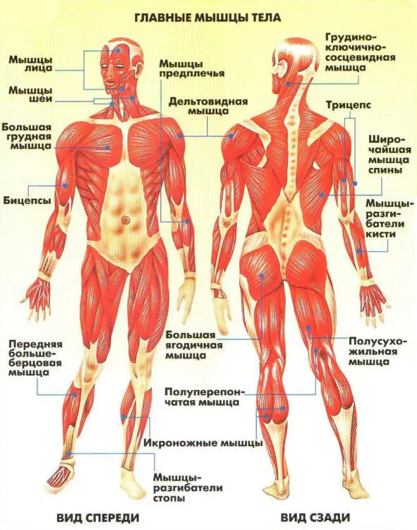 Рис 6 Главные мышцы тела вид спереди и вид сзади Рис 7 а Скелетные - фото 10