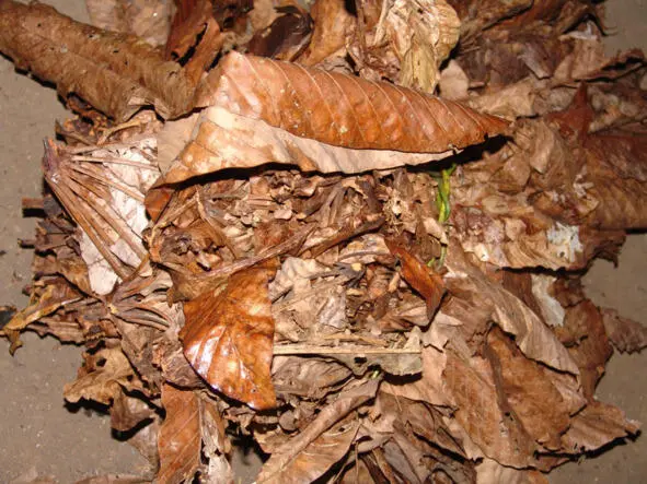 Высушенные листья Cecropia peltata используемые для приготовления маании - фото 14