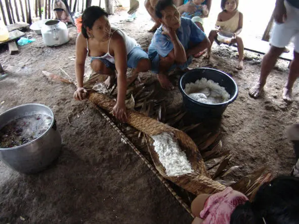 Маниок основной продукт питания индейцев Амазонии и Оринокии Перед - фото 26