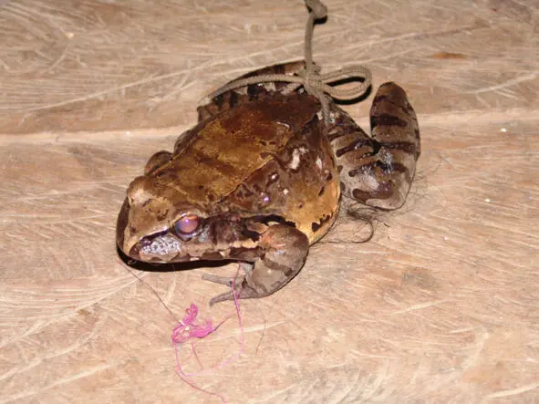 Эта жаба жила вместе с людьми и ловила в их жилище москитов переносчиков - фото 33