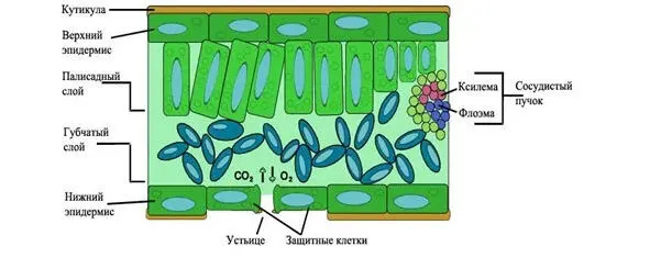 Рис 25 Поперечный разрез листа Рис 26 Клеточное строение листа 224 - фото 5