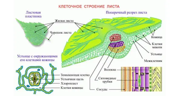 Рис 26 Клеточное строение листа 224 Взаимосвязи и взаимовлияние Но - фото 6