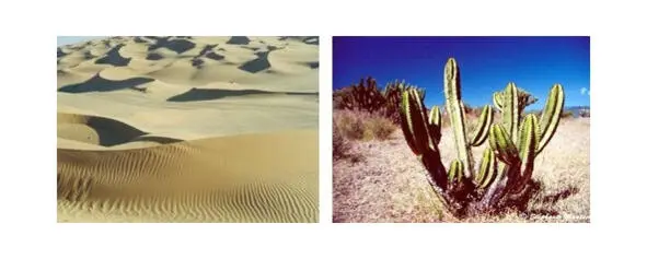 Рис 28 Растительность пустыни От условий внешней среды зависят и подсистемы - фото 8