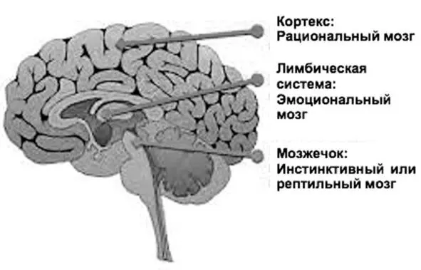 Рисунок 3 Структура мозга Но только лишь спорта к сожалению недостаточно В - фото 4