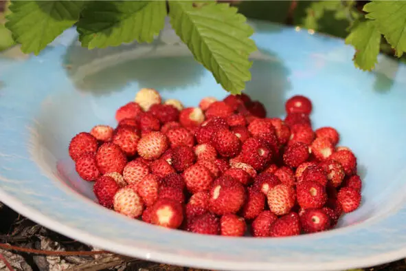 Земляника сладкая Земляника вкусная Выросла на грядке Выстроилась кустиками - фото 2