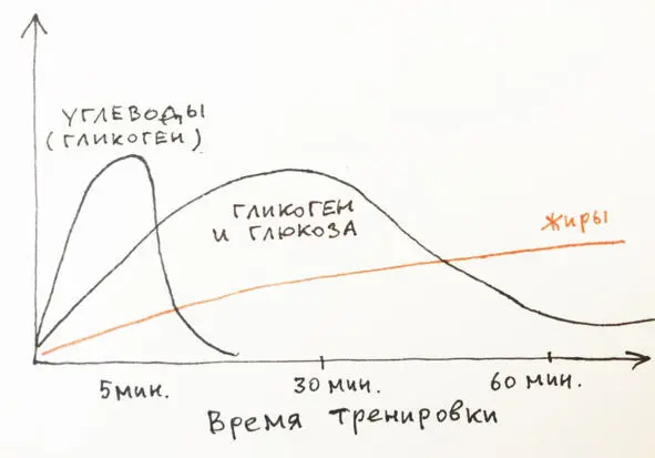 Сначала тело использует углеводные запасы энергии гликоген и глюкозу - фото 8
