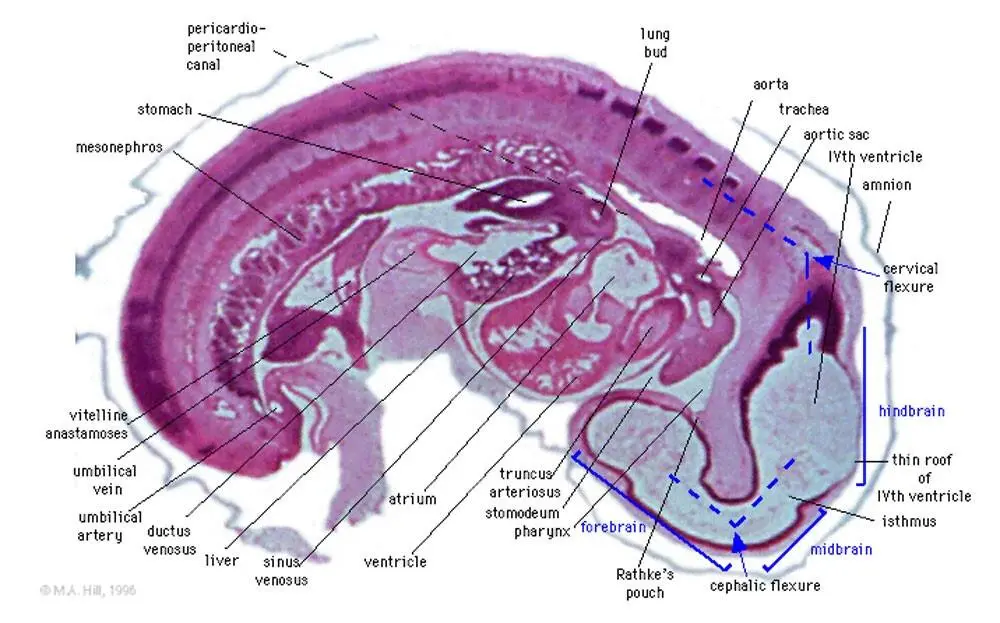 Рис 2 Показано расположение среднего мозга midbrain в процессе - фото 3