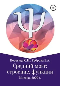 Елена Реброва - Средний мозг: строение и функции