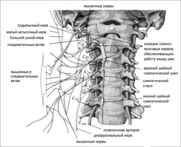 Рис 11 Периферические нервы шеи Здесь проходят сегментарные спинномозговые - фото 1