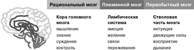 Как только поднимают голову эмоции мы знаем что нами управляет племенной - фото 9