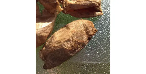 Коконы шелкопряда муги Кокон тассар с плодоножкой - фото 12