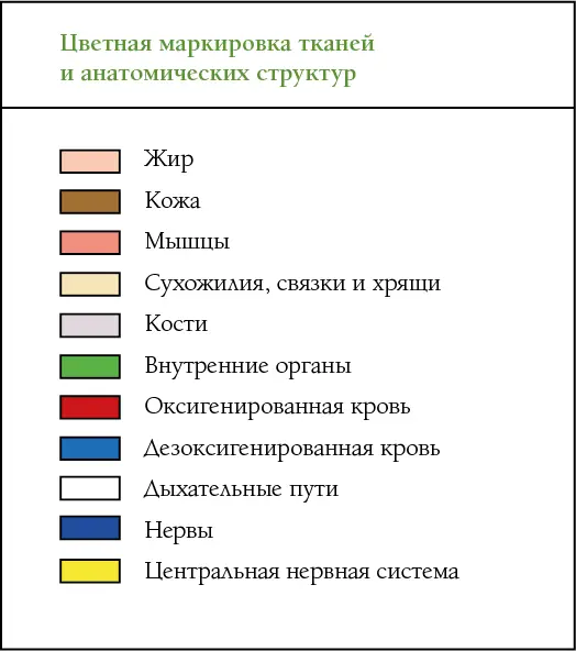 Введение Всеобъемлющее руководство по анатомии хатхайоги следовало написать - фото 1