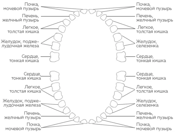 Зоны соотношения зубов с внутренними органами Задача зуба однако гораздо - фото 1