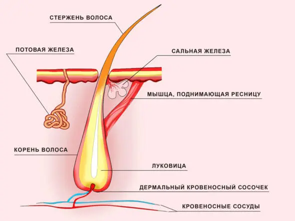 Рис 1 Строение ресницы При каждом волосяном фолликуле есть потовая железа и - фото 1