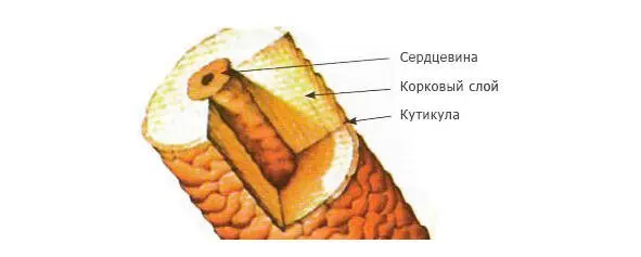 Рис 2 Ресница в разрезе 1 Сердцевина волоса имеет также иное название - фото 2