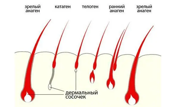 Рис 3 Фазы роста ресниц Обратим внимание на то что происходит с дермальным - фото 3