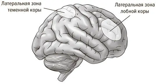Рис 23Области мозга связанные с кратковременной памятью расположенные в - фото 3