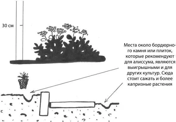 Рис 12Алиссум Алиссум используют в дизайне либо отдельными куртинками либо в - фото 16