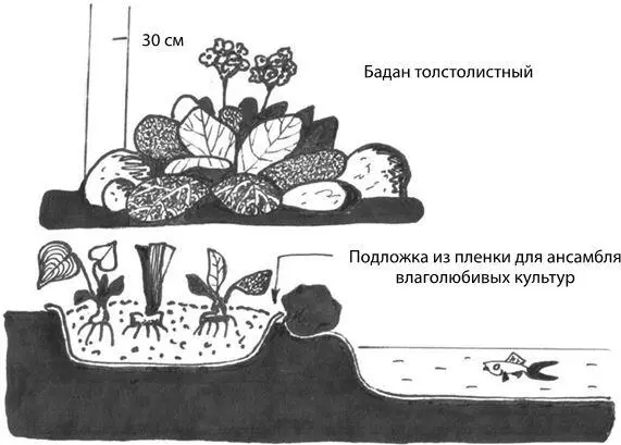 Рис 17Бадан После введения в культуру были созданы сорта бадана чем шире - фото 21