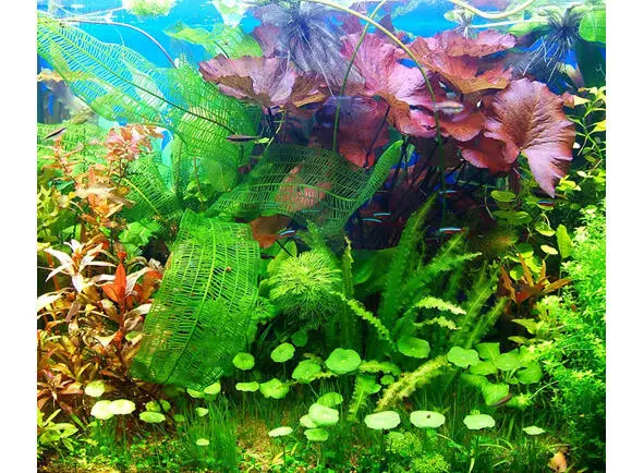 Аквариумы и водоемы для растений В водоёме с прозрачными стенками аквариуме - фото 1
