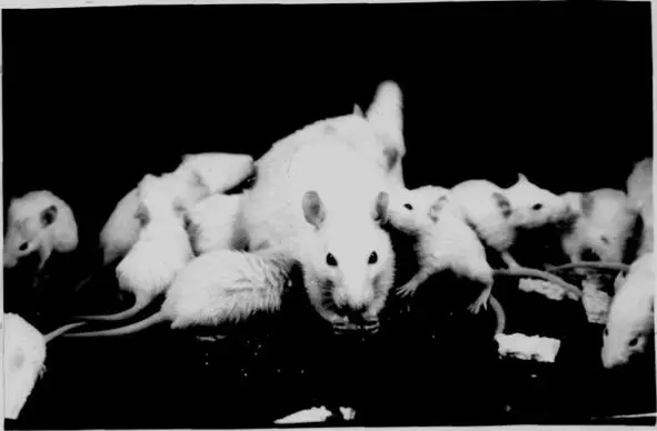 Рис 1 Белая крыса Rattus norvegicus объект цитогенетических исследований - фото 1