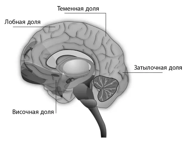 Рис 12Кора больших полушарий головного мозга Рис 13Мозжечок Теменная - фото 3