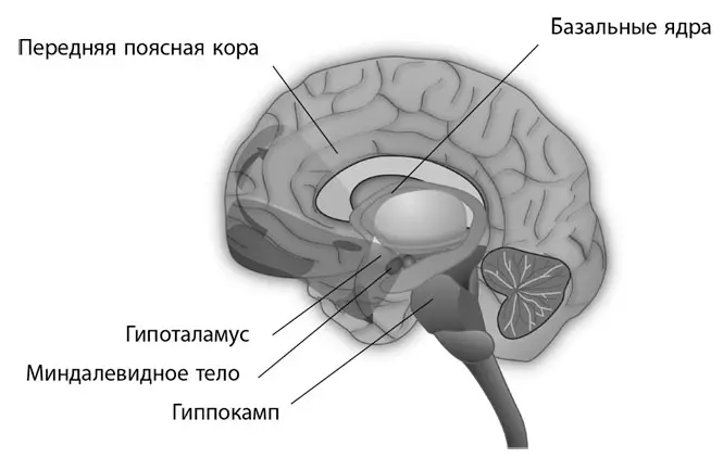 Рис 14Подкорковые структуры Как происходит сообщение в мозге Так как же - фото 5