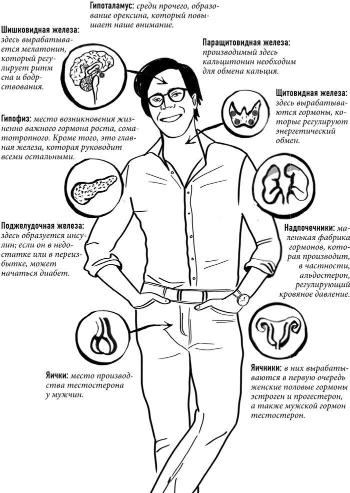 Гормоны вырабатываются не только в специальных железах вроде щитовидной но и в - фото 10