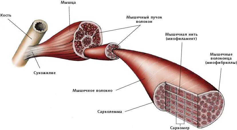 Рис 11 Поперечное сечение мышечных волокон включая миофибриллы саркомеры и - фото 2