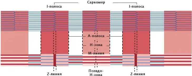 Рис 14 Миофиламенты внутри саркомера Саркомер связан с обеих сторон - фото 5
