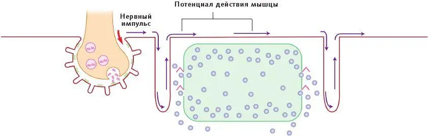 Рис 16 Нервный импульс представляющий собой триггер потенциала действия или - фото 7