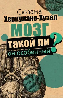 Сюзана Херкулано-Хузел - Мозг. Такой ли он особенный?