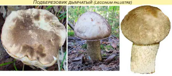 17 Подберезовик желтобурый Leccinum versipelle Шляпкамясистая 515 см в - фото 16