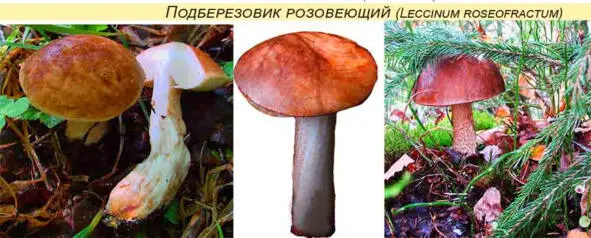 22 Подберезовик черный Leccinum scabrum f oxydabile Шляпкамясистая 510 - фото 21