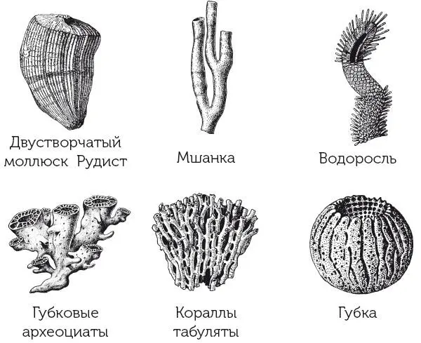 Животные строившие рифы На дне возвышались крупные кубки губок - фото 7