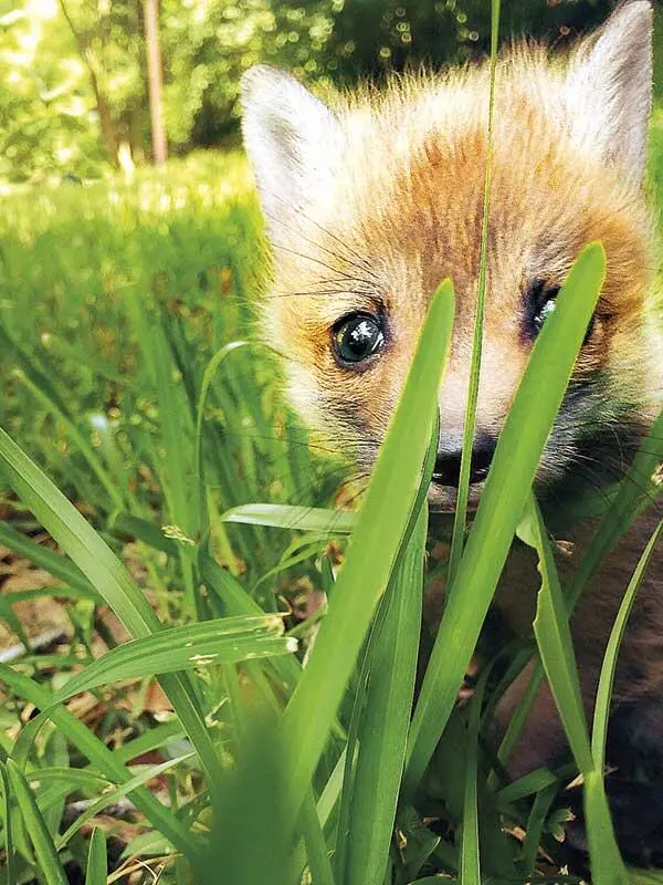 Изза жизни в неволе лисы приобрели дружелюбный темперамент в отличие от диких - фото 7