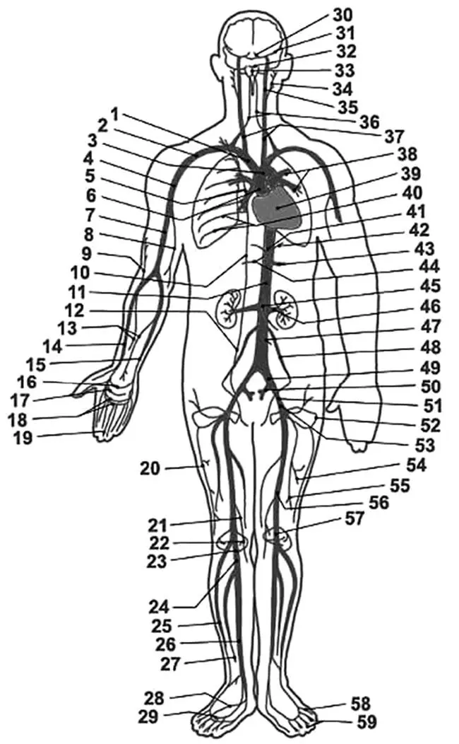 Рис 3 Строение артериальной системы человека 1 плечеголовной ствол 2 - фото 3