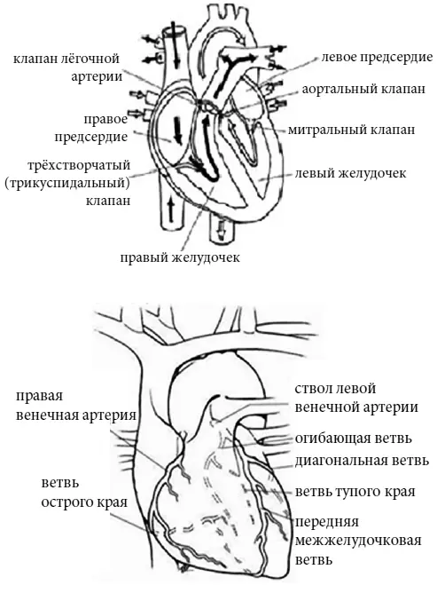 2 Таблетки которые Вам рекомендованы Вашим кардиологом и их дозировки - фото 4