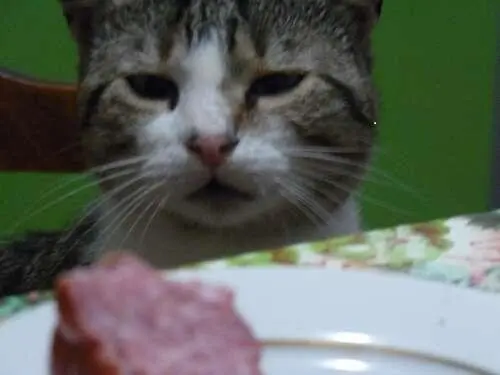 Кот и колбаса Устойчивая навязчивая и единственная мысль в голове кота - фото 5