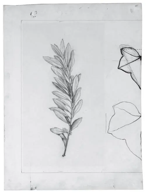 Оливковая ветвь и контуры двух листьев До 1877 г Это один из курсов лекций - фото 2