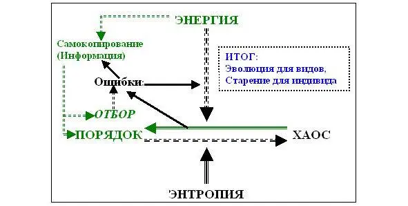 Взаимоотношение процессов порядка и хаоса Порядок структура системы - фото 17