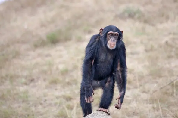 Шимпанзе Шимпанзе Горилла - фото 12