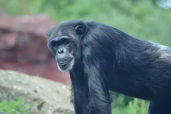 Шимпанзе Горилла Древесная лягушка - фото 13