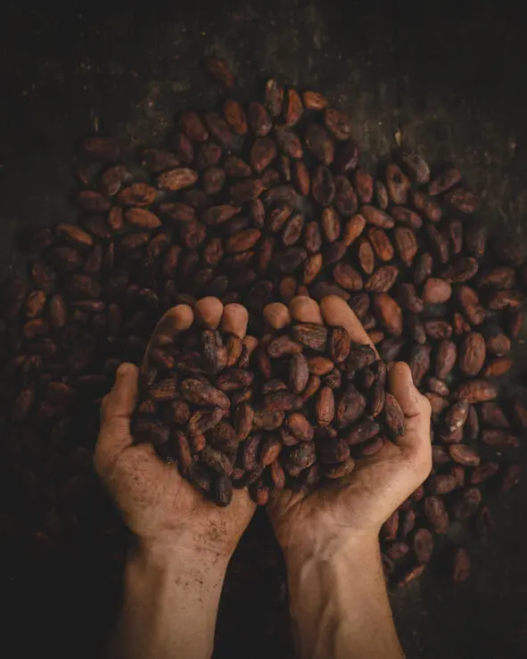 Какаобобы Плод какаодерева Кофейное - фото 52