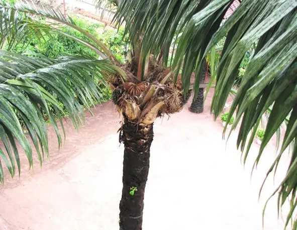 Масличная пальма Орхидея Животные тропических лесов - фото 9