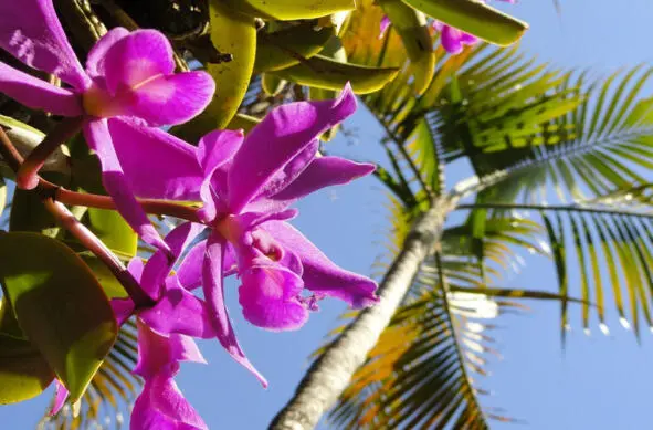 Орхидея Животные тропических лесов Мартышки - фото 10
