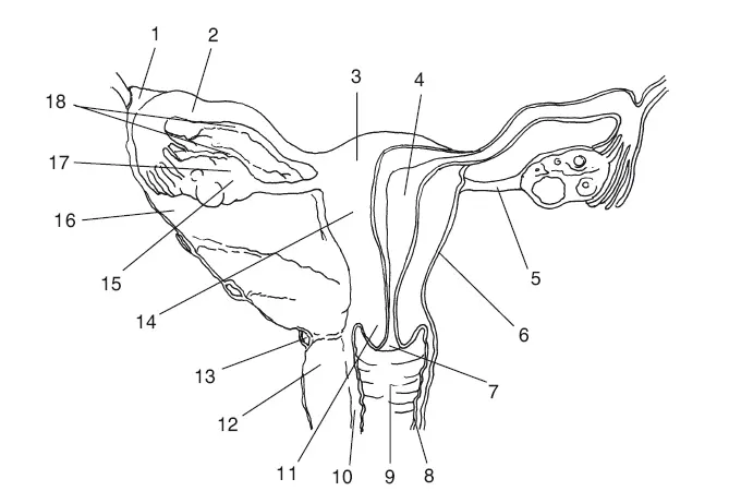 Рис 2 Строение внутренних женских половых органов 15 подвешивающая яичник - фото 3